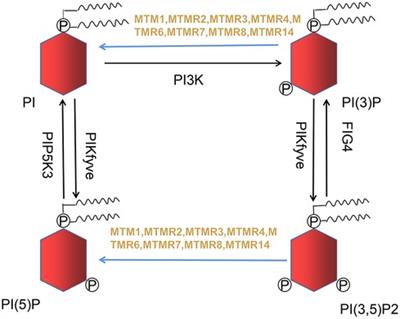 Recent advances of myotubularin-related (MTMR) protein family in cardiovascular diseases